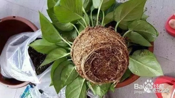 绿萝换盆的步骤