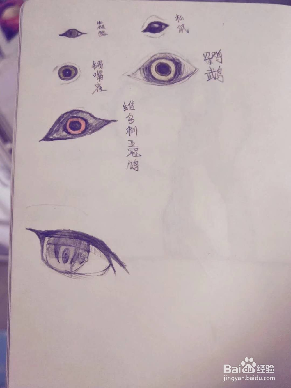 彩铅画教程步骤图