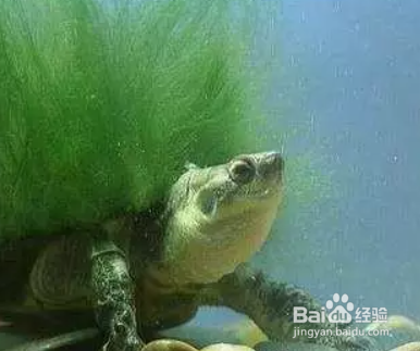 绿毛龟的绿毛是怎么长出来的