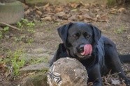 与狗狗互动交流感情的技巧 互动训练因犬制宜