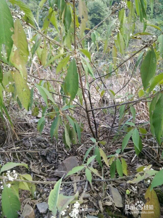 江西省马头山原始森林指南