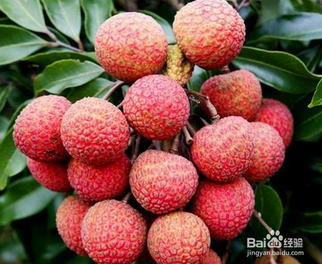 如何正确食用荔枝