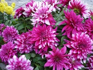 嫁接苗如何管理?