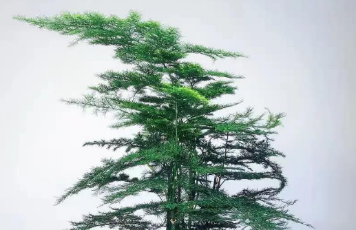 用什么水浇文竹最好