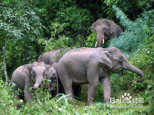 2012西双版纳十一旅游攻略