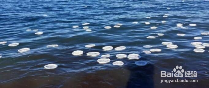 冰花是怎样形成的