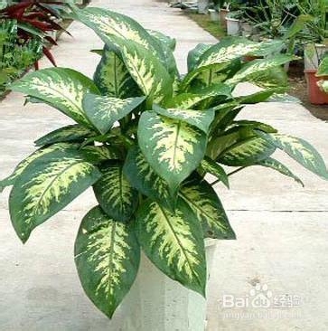 6种室内植物花草的作用