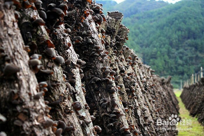 我们一定要吃的排毒冠军、素中之荤