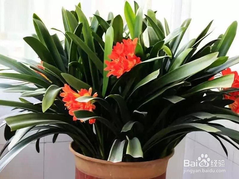 君子兰的养殖方法和注意事项