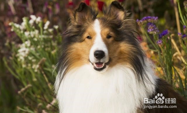 怎么自制边牧狗粮