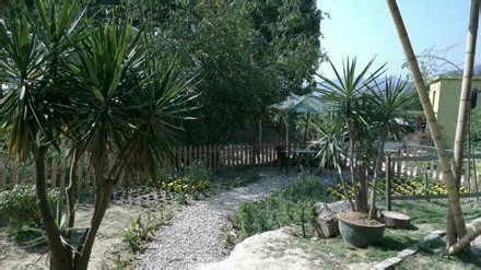 99%小朋友不知花生长地里还是挂树上，你信吗？