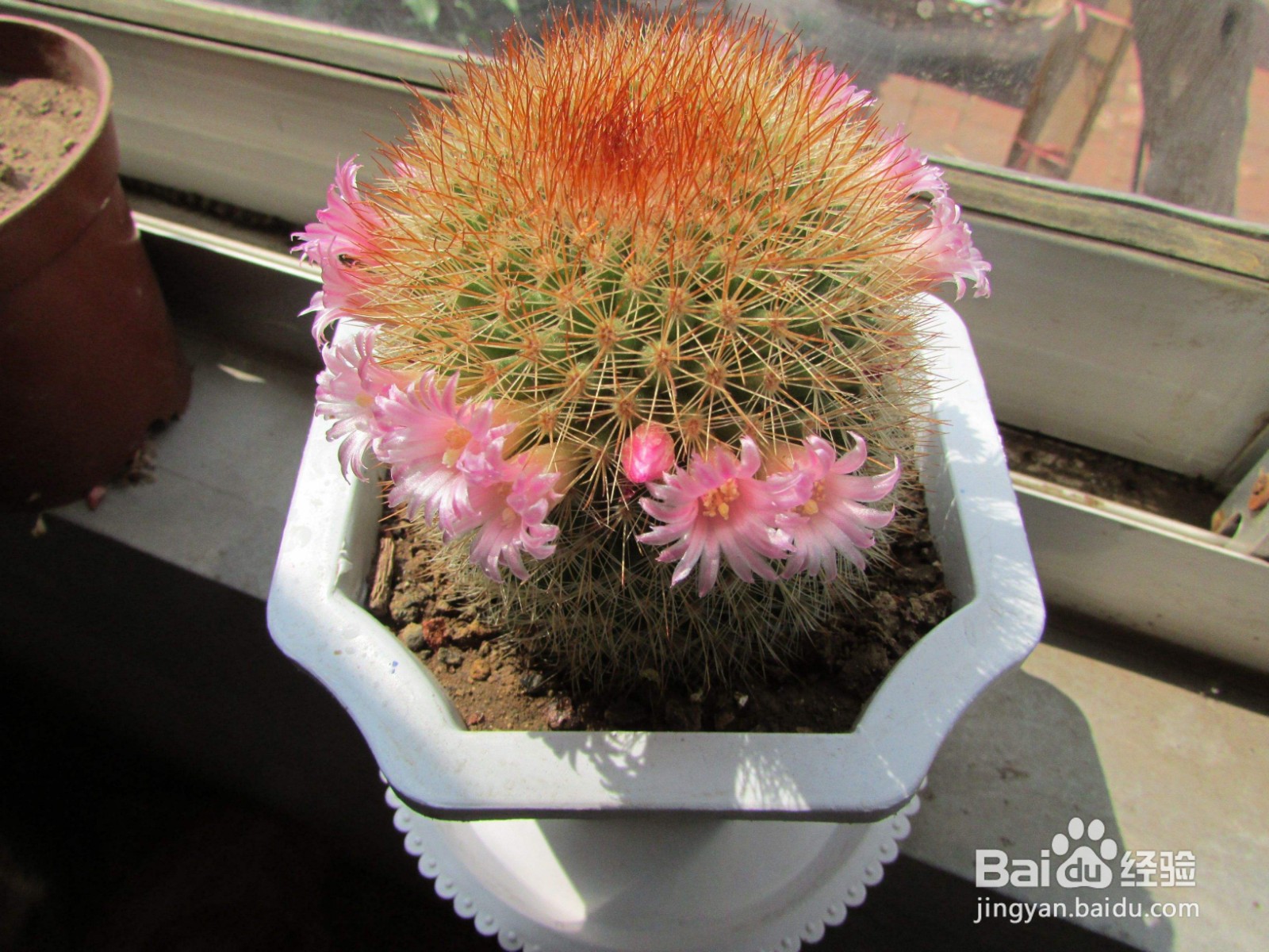 被仙人球扎了怎么办?