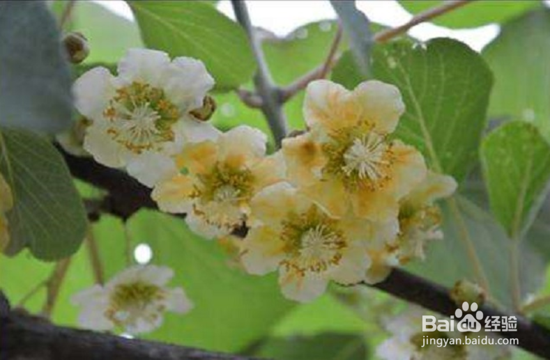 弥猴桃开花人工授粉方法