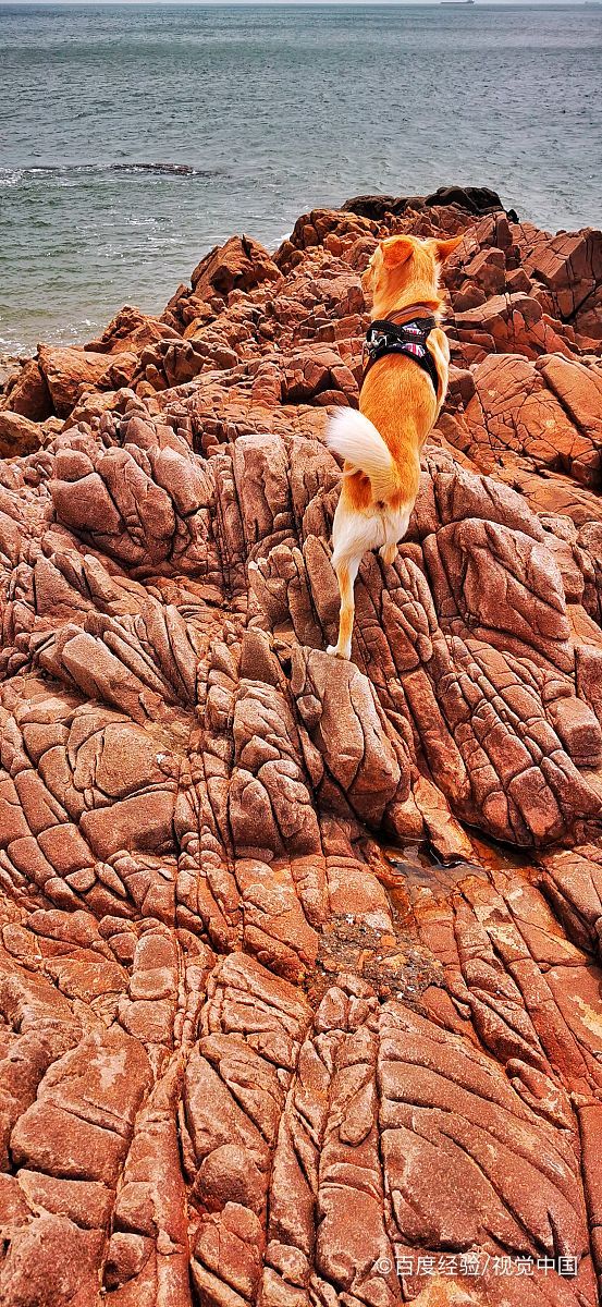 狗狗吃了枇杷核怎么办