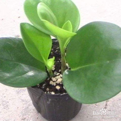 紫边碧玉椒草的养殖方法和养殖技巧