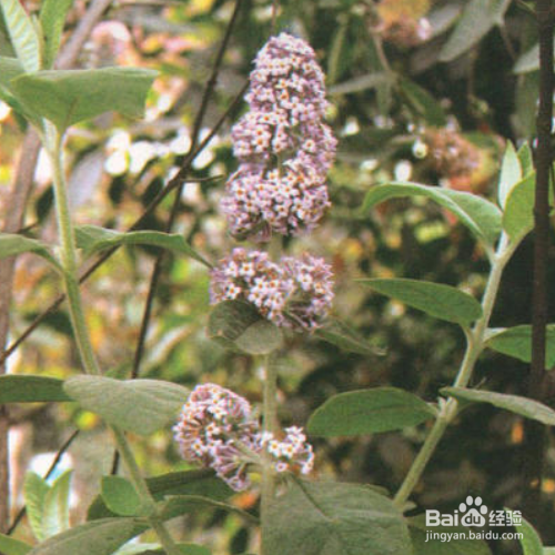 密蒙花的养殖方法