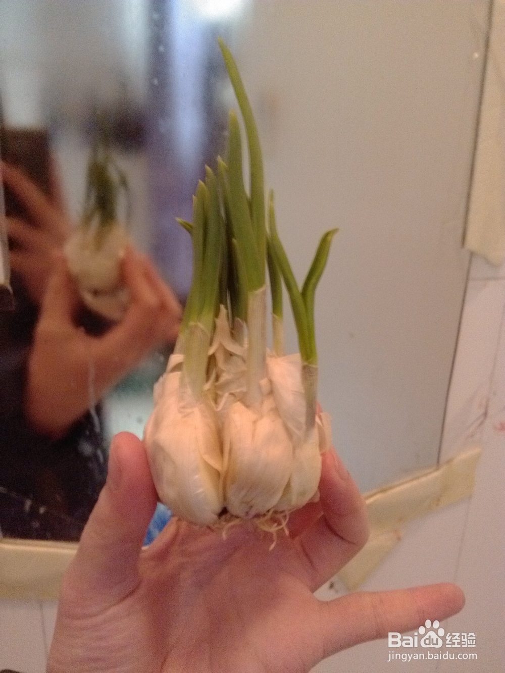 废物利用之废旧花盆移植