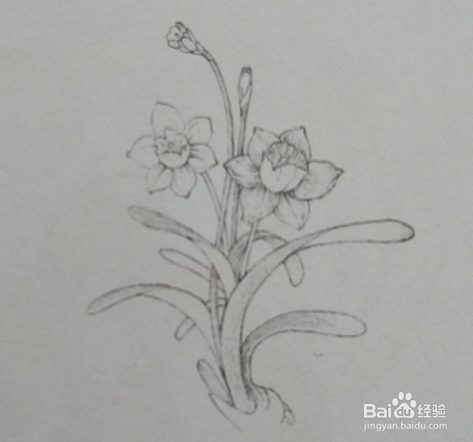 怎么利用色铅笔绘制黄水仙？