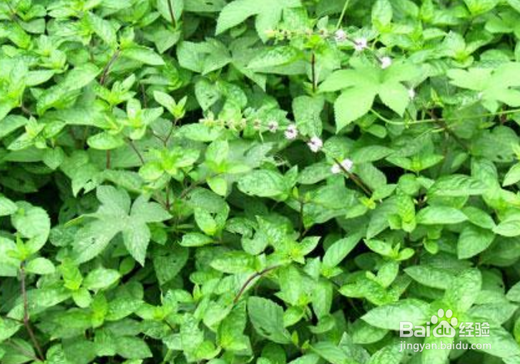 薄荷怎么养才能没虫子