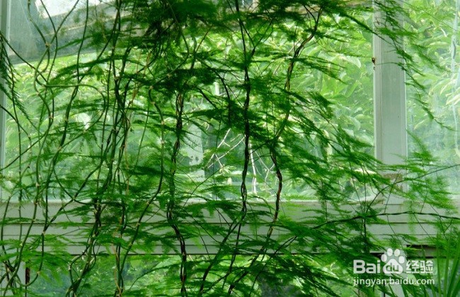 文竹叶子黄了应该怎么办