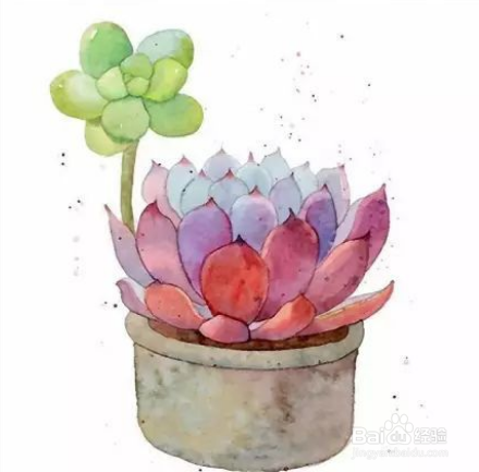 多肉油画怎么养