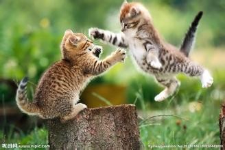 猫的各项正常生理指标