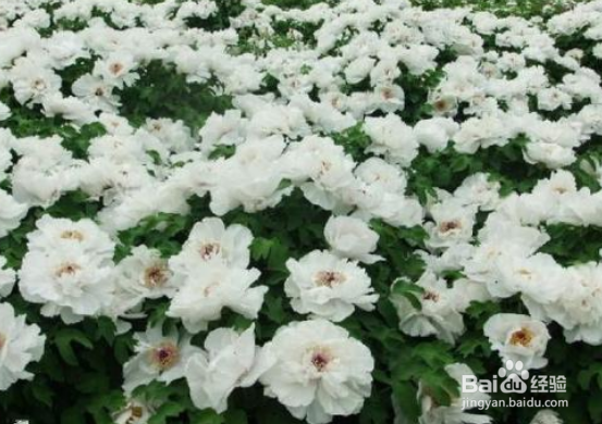 凤丹和牡丹如何鉴别