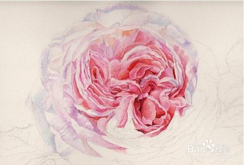 玫瑰花水彩画教程 百度经验
