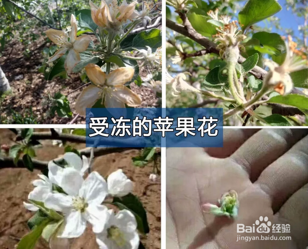 果树防冻害恢复技术,超好用,寒潮压境也能丰收