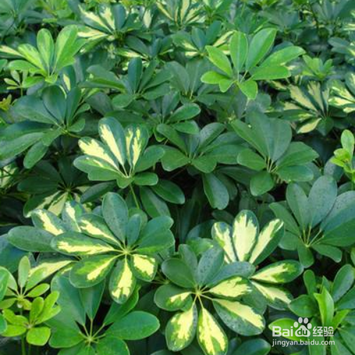 鸭脚木叶子发黄,掉叶了是怎么回事?