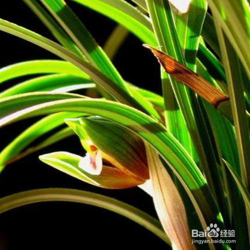 怎么养兰花，兰花为什么不开花？