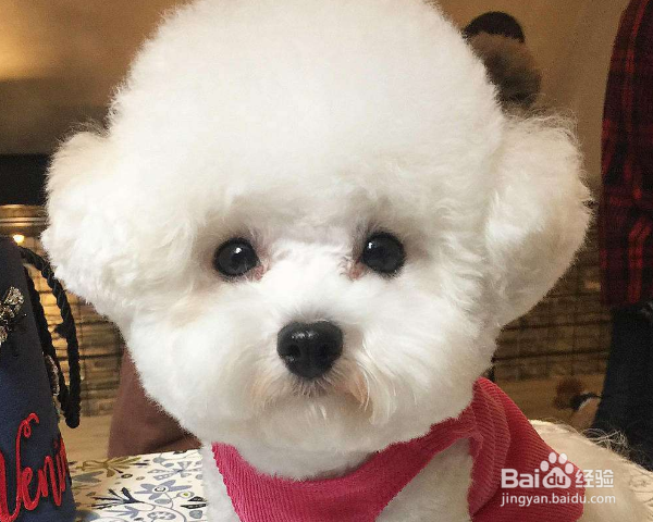 比熊泪痕严重怎么办