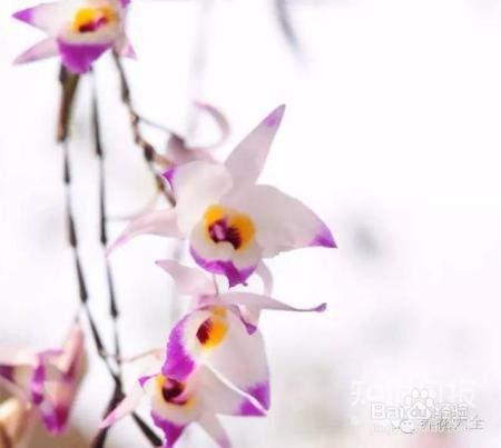 100种兰花品种图鉴，花开瞬间，艳冠群芳！