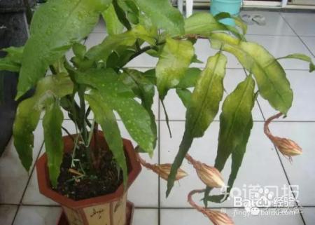 看花看叶看茎，花出了啥毛病，一眼就能看出来！