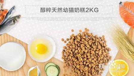 家庭和谐养猫,这些你都做对了吗?