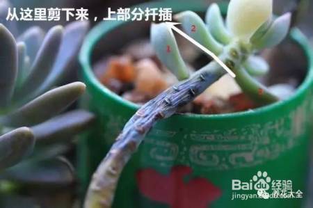 99%的花都死于这1点，看了保花不死！