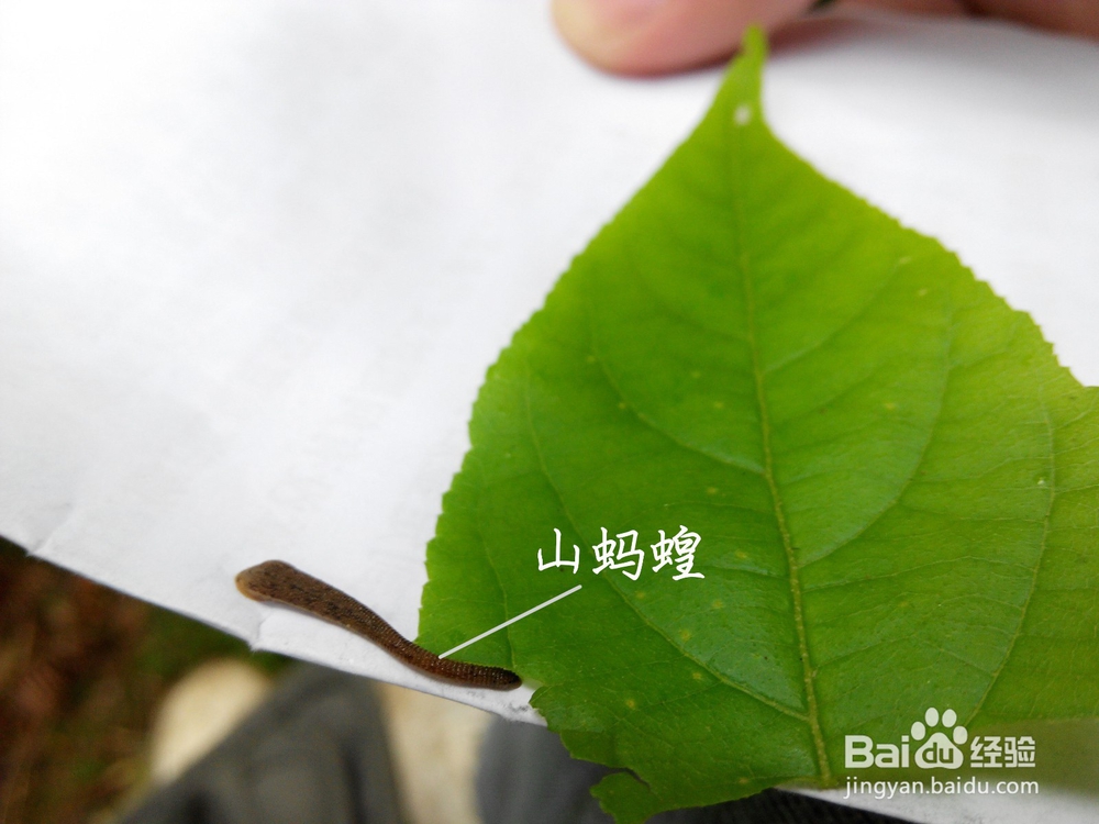 【金寨县马鬃岭实习攻略】