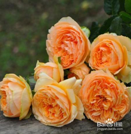 蓝妖：月季就是一个“粪篓子”月季施肥概述