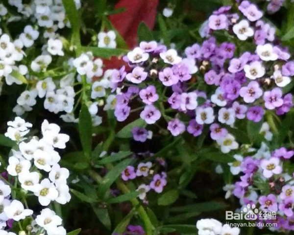 香雪球种植方法？