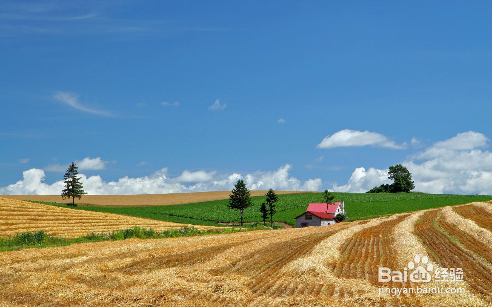 富良野美瑛二日游攻略