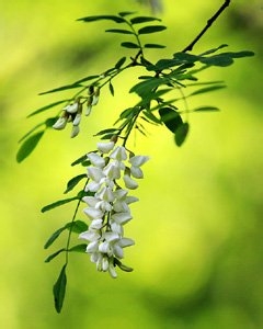 4款DIY美白面膜 堪比大牌效果