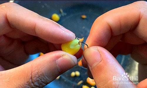 玉米钓鱼有什么方法和技巧