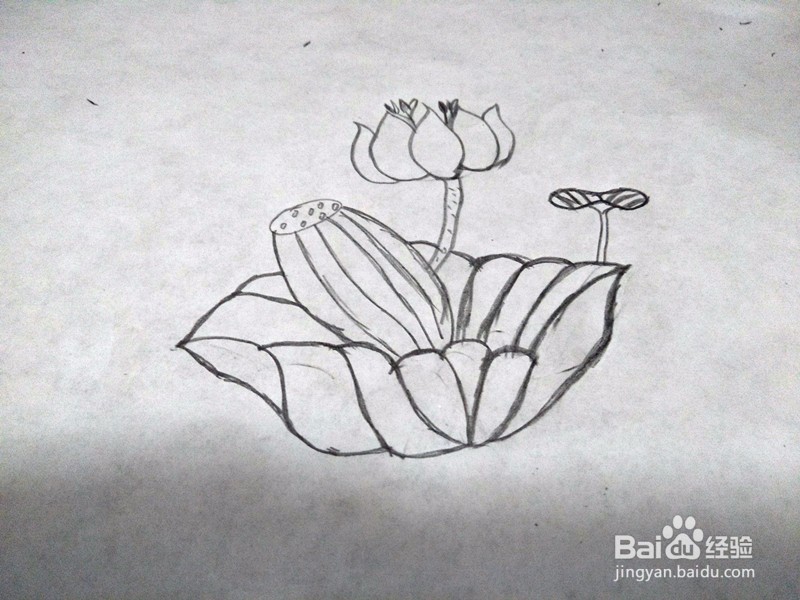 简笔画-荷花的简单画法