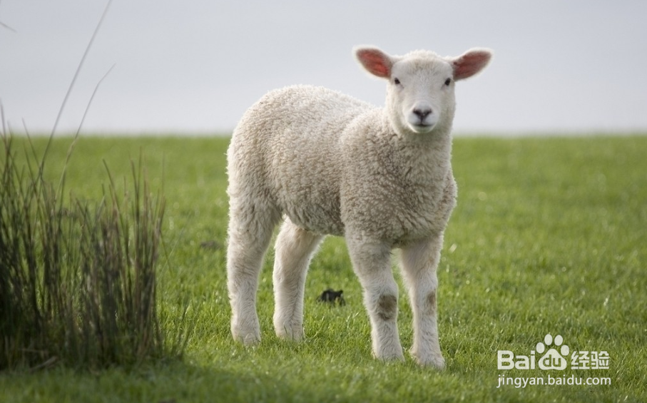 育肥羊60天出栏技术