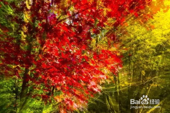 秋季如何拍出好照片？看完这篇文章你就全懂了！