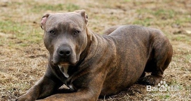 如何避免恶狗伤人，保障出行安全