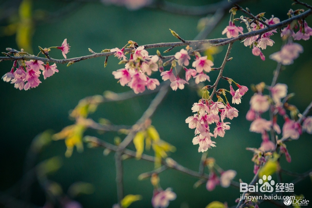 节日里如何吃吃喝喝还不胖