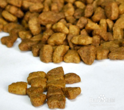 如何喂养英国斗牛犬