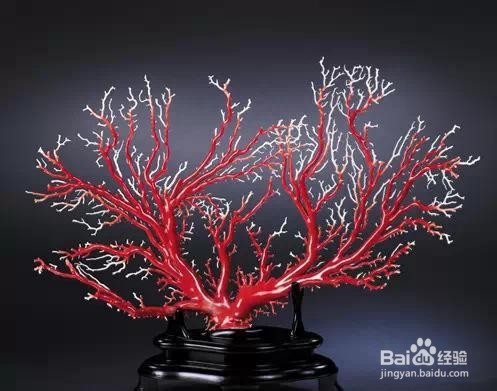 珊瑚的定年方法