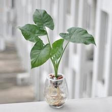 那些吸毒的植物们